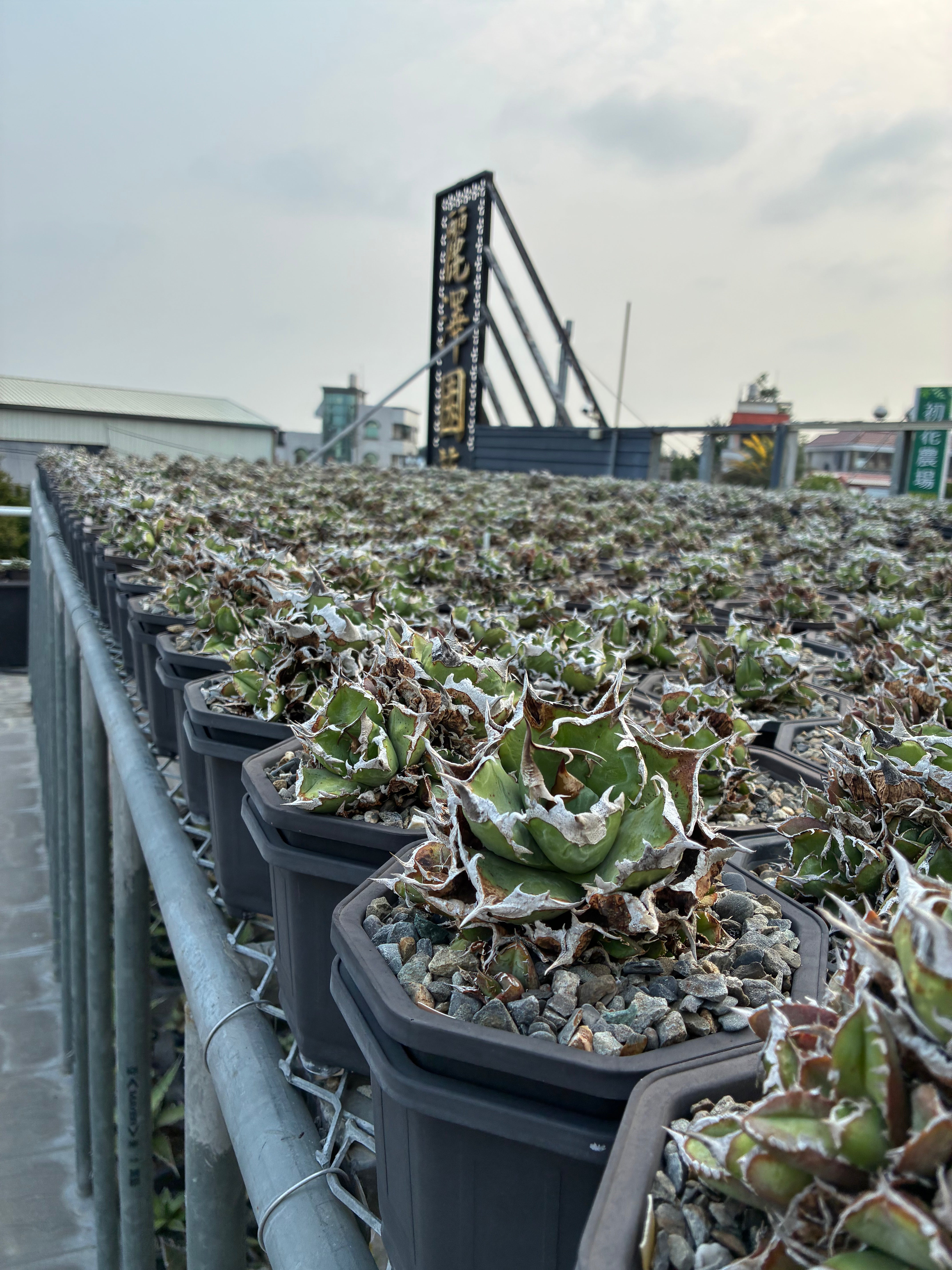 Lize gardening – AgaveLives
