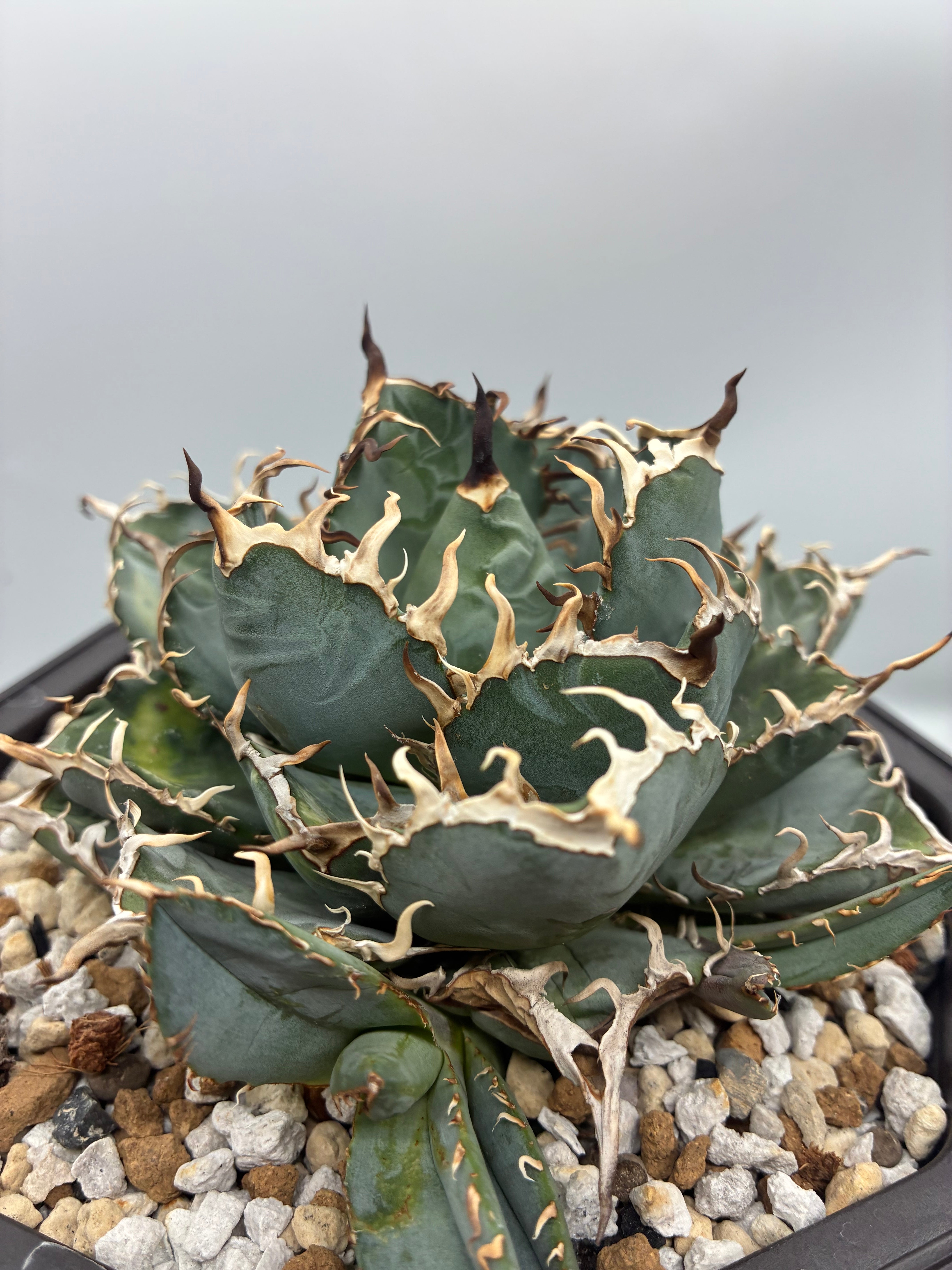 オテロイ現地球の子株 アガベ 子株 オアハカ 観葉植物 オアハカ