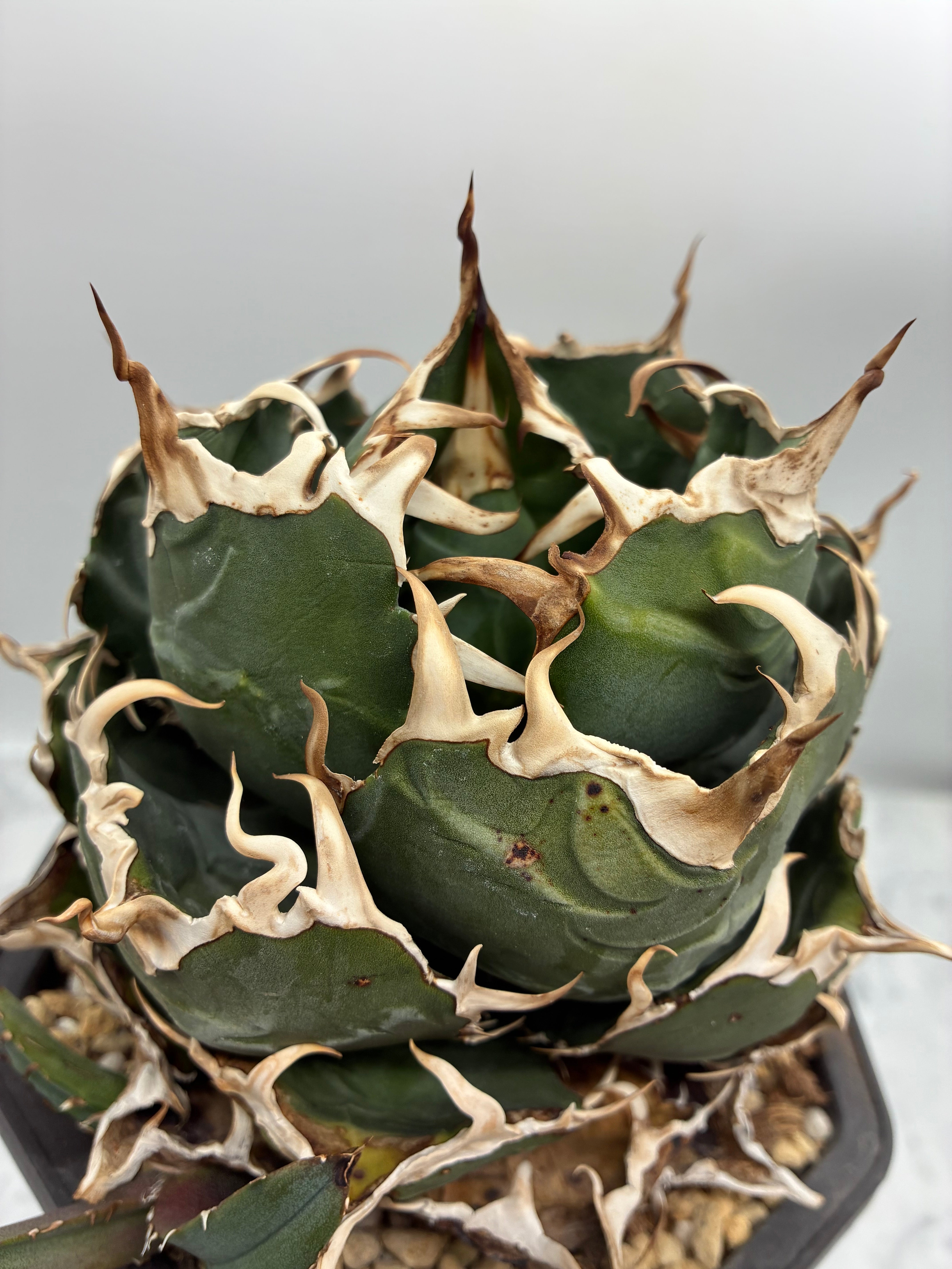 Agave titanota 白鯨子株①(Lize血統）抜き苗発送 – AgaveLives