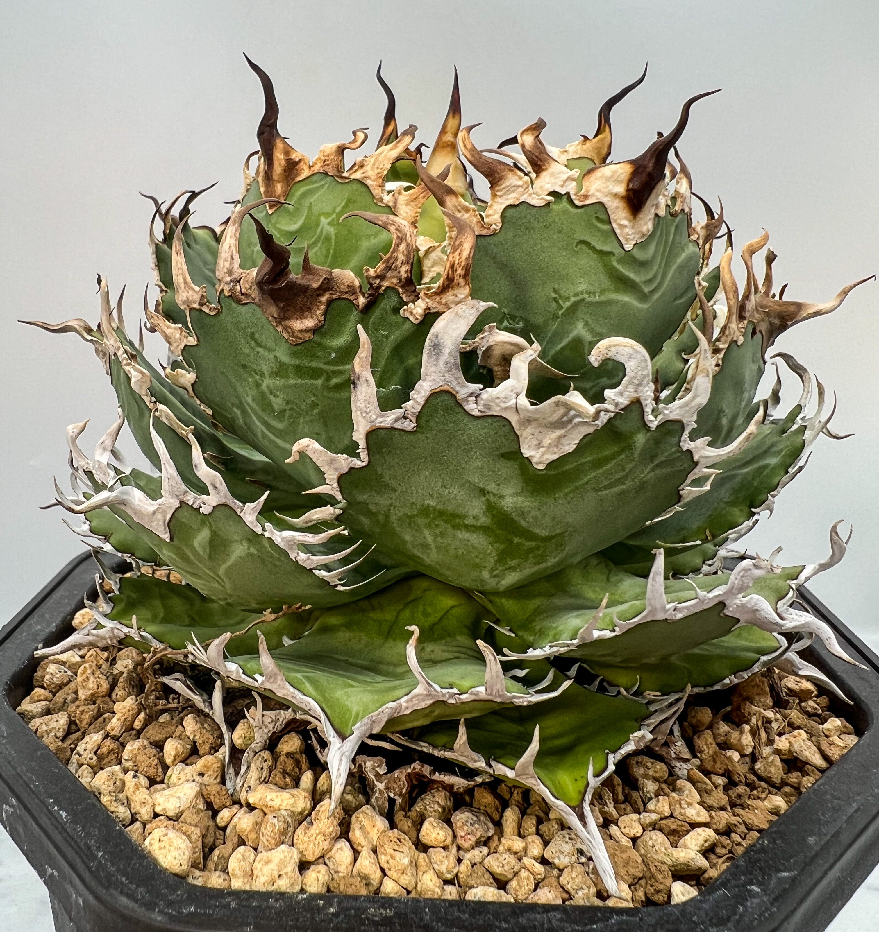 アガベチタノタ　Lize血統　フィリグリー Agave titanota フィリグリー子株①(Lize血統）抜き苗発送 – AgaveLives