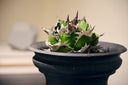 緑煌(Lize Gardening)