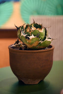 白鯨(Lize Gardening)
