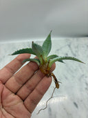 Agave 甲蟹x屈原(No.31)子株⑧(Lize血統) ベアルート発送