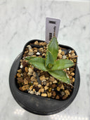 Agave titanota フィリグリー子株②(Lize血統）抜き苗発送
