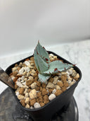 【Indoor Jungle Issue n°11掲載株】甲蟹x屈原子株（No.42) Lize血統 第4世代　未発根株