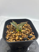 Agave ホリササ(No.18)子株(Lize血統) 抜き苗発送