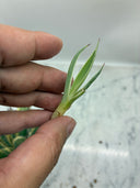 Agave キュービック黄覆輪子株（台湾産）　抜き苗発送
