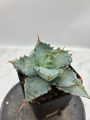 Agave 甲蟹交種子株②(Lize血統) 抜き苗発送