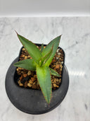 Agave ホリササ(No.27)子株①(Lize血統) 抜き苗発送