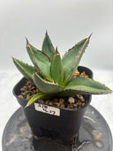 Agave ホリササ(No.37)子株②(Lize血統) 抜き苗発送