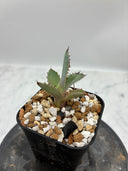 Agave 激怒之舞(No.19)子株②(Lize血統) 抜き苗発送