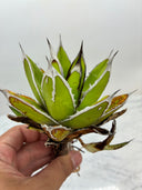 Agave ホリササ(No.32)(Lize血統) 抜き苗発送