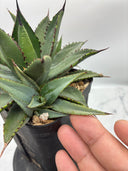 Agave 甲蟹x笹之雪子株①(Lize血統) 抜き苗発送