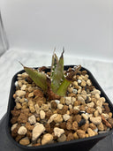 Agave titanota フィリグリー子株①(Lize血統）抜き苗発送