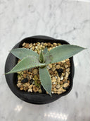 Agave 瀧之白絲x血雨雷神子株　(Lize血統) 抜き苗発送