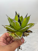 Agave ホリササ(No.44)(Lize血統) 抜き苗発送