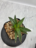 Agave ホリササ(No.20)子株③(Lize血統) 抜き苗発送