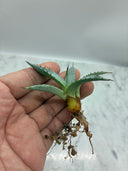 Agave 甲蟹x屈原(No.31)子株⑦(Lize血統) ベアルート発送