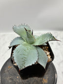 Agave 甲蟹x屈原(No.28)子株(Lize血統) 抜き苗発送