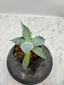 Agave 激怒之舞(No.？)子株④(Lize血統) 抜き苗発送