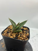 Agave ホリササ(No.37)子株①(Lize血統) 抜き苗発送