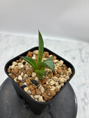 Agave ホリササ(No.38)子株①(Lize血統) 抜き苗発送