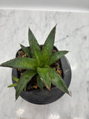 Agave ホリササ(No.2)子株②(Lize血統) 抜き苗発送