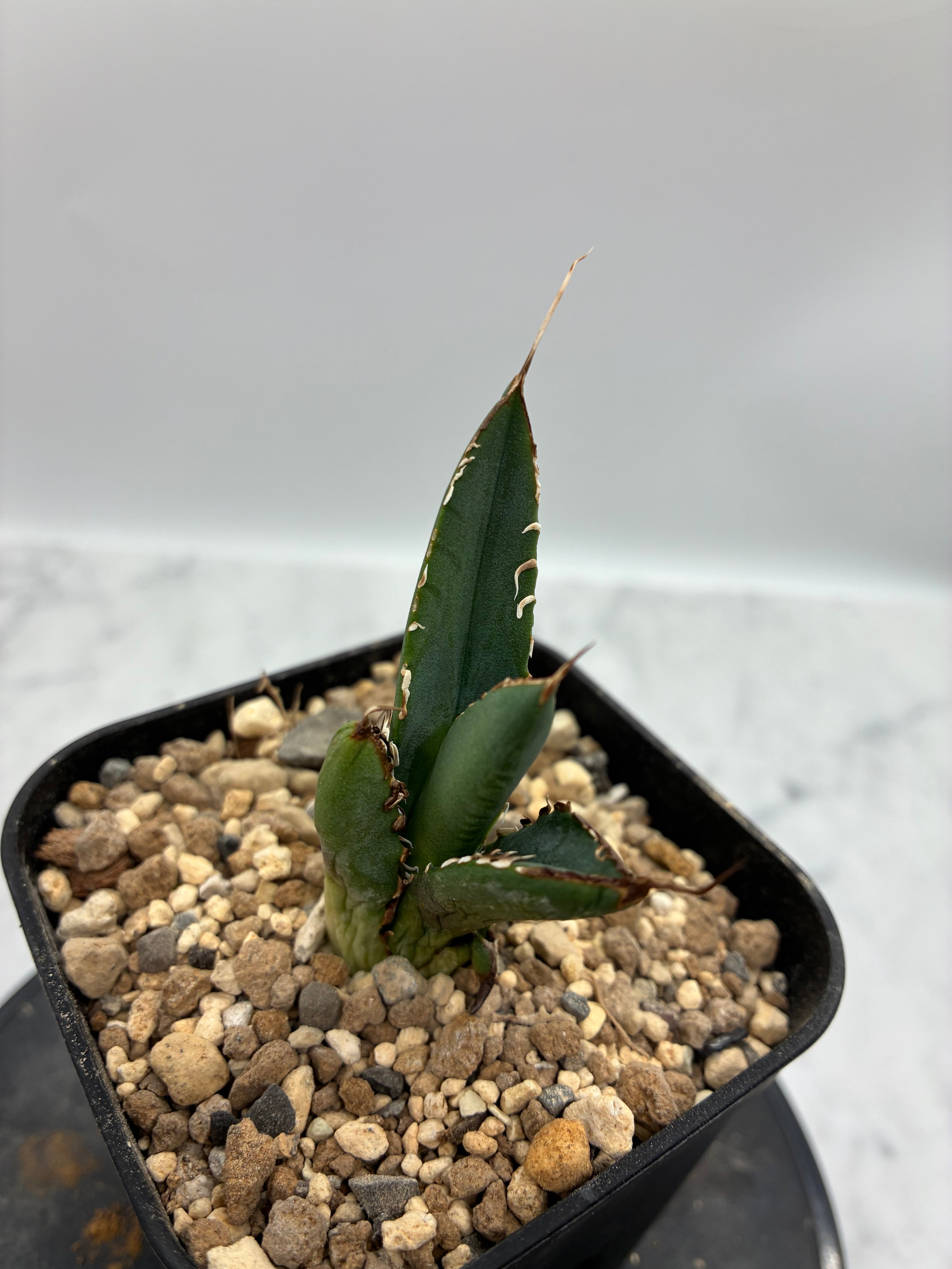 Agave titanota SAD子株①(Lize血統）抜き苗発送 – AgaveLives