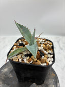 Agave 激怒之舞(No.45)子株(Lize血統) 抜き苗発送