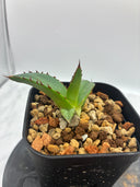 Agave ホリササ(No.36)子株①(Lize血統) 抜き苗発送