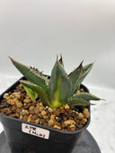 Agave ホリササ(No.4)(Lize血統) 抜き苗発送