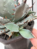 【Indoor Jungle Issue n°11掲載株】屈原x瀧之白絲(個体Z)子株① Lize血統 抜き苗発送