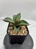 Agave titanota シャークソード子株①(Lize血統）抜き苗発送