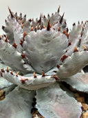 【Indoor Jungle Issue n°11掲載株】Agave 瀧之白絲x血雨雷神子株　(Lize血統) 抜き苗発送