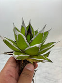 Agave ホリササ(No.36)(Lize血統) 抜き苗発送