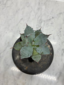 Agave 激怒之舞(No.？)子株②(Lize血統) 抜き苗発送