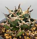 Agave titanota 狂刺夕映子株(Lize血統) 抜き苗発送