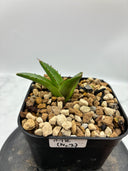 Agave ホリササ(No.2)子株(Lize血統) 抜き苗発送