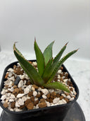 Agave ホリササ(No.30)子株(Lize血統) 抜き苗発送