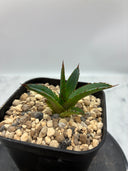 Agave ホリササ(No.20)子株①(Lize血統) 抜き苗発送