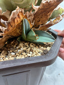 Agave titanota ロブスター子株①(Lize血統）抜き苗発送
