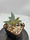 Agave 激怒之舞(No.19)子株②(Lize血統) 抜き苗発送
