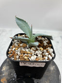 Agave 甲蟹x屈原(No.？)子株①(Lize血統) 抜き苗発送