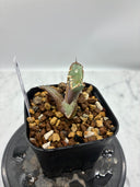 Agave titanota 烈焔子株①(Lize産) 抜き苗発送