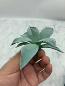 Agave 甲蟹x屈原(No.28)子株①(Lize血統) ベアルート発送