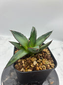 Agave ホリササ(No.21)子株(Lize血統) 抜き苗発送