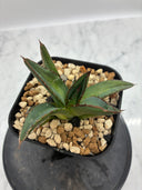 Agave ホリササ(No.21)子株(Lize血統) 抜き苗発送