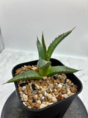 Agave ホリササ(No.24)子株(Lize血統) 抜き苗発送