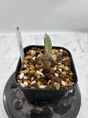 Agave titanota 烈焔子株②(Lize産) 抜き苗発送