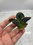 Agave titanota 白火焔子株③(Lize血統)　抜き苗発送